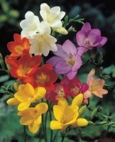 freesia_mixed